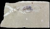 Cretaceous Squid (Pos/Neg) - Soft-Bodied Preservation #48541-2